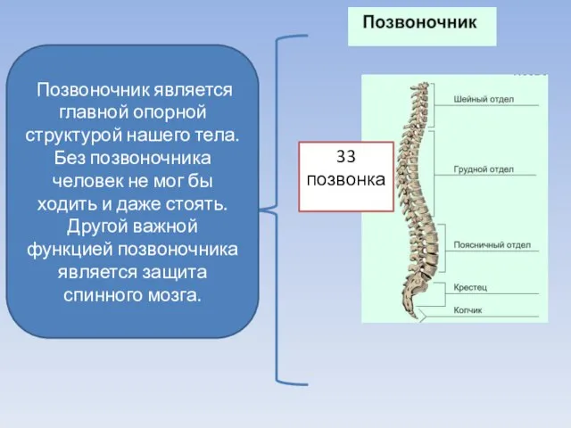 Позвоночник является главной опорной структурой нашего тела. Без позвоночника человек не