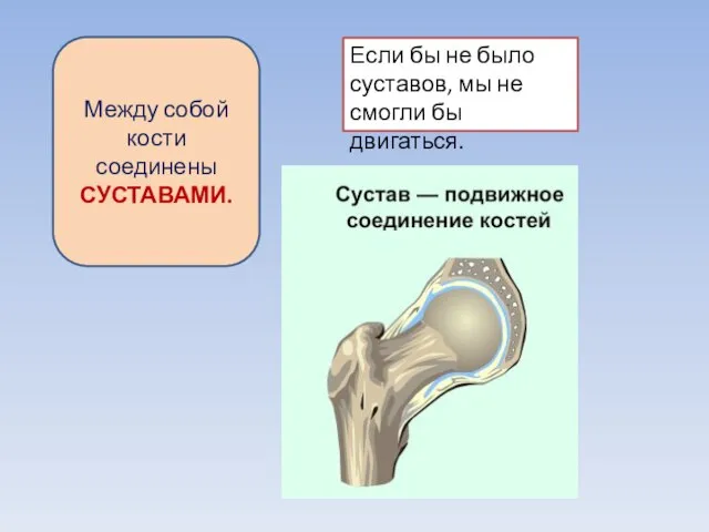 Между собой кости соединены СУСТАВАМИ. Если бы не было суставов, мы не смогли бы двигаться.