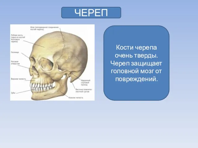 ЧЕРЕП Кости черепа очень тверды. Череп защищает головной мозг от повреждений.