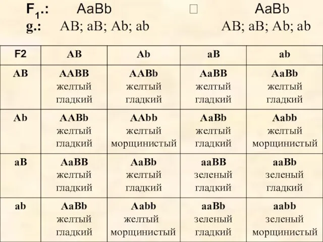 F1.: АаВb ? АаВb g.: АВ; аВ; Аb; ab АВ; аВ; Аb; ab