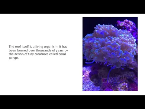 The reef itself is a living organism. It has been formed