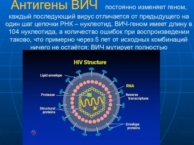 Антигены ВИЧ постоянно изменяет геном, каждый последующий вирус отличается от предыдущего