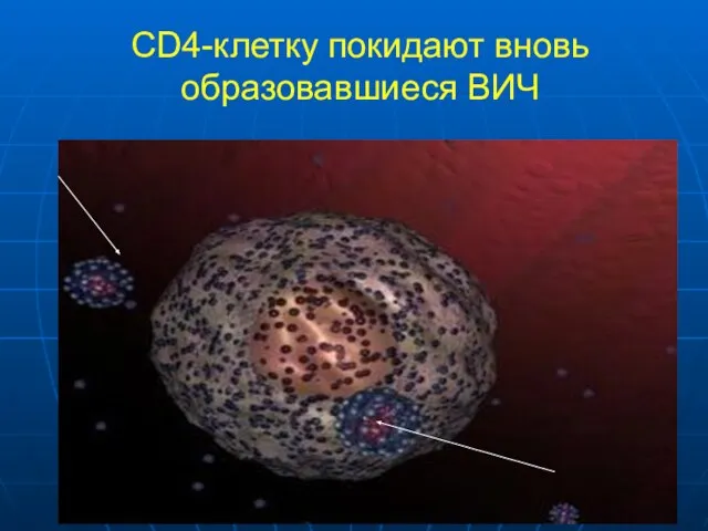 CD4-клетку покидают вновь образовавшиеся ВИЧ