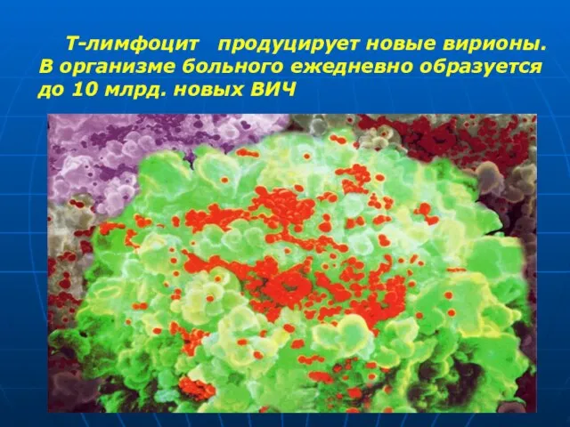 Т-лимфоцит продуцирует новые вирионы. В организме больного ежедневно образуется до 10 млрд. новых ВИЧ