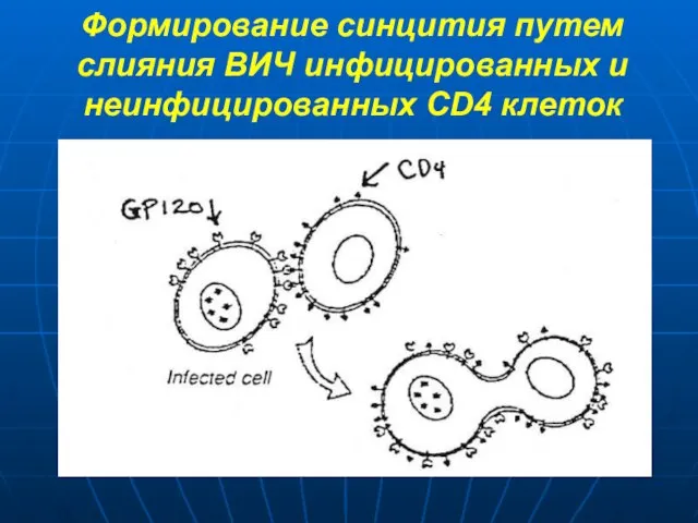 Формирование синцития путем слияния ВИЧ инфицированных и неинфицированных CD4 клеток