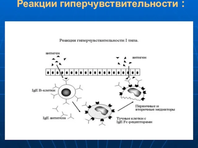 Реакции гиперчувствительности :