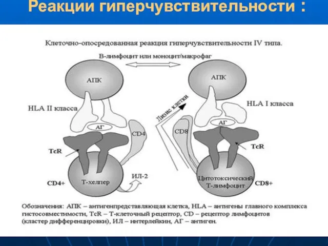 Реакции гиперчувствительности :