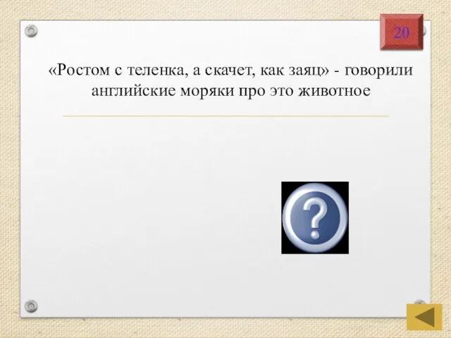 «Ростом с теленка, а скачет, как заяц» - говорили английские моряки про это животное Кенгуру 20