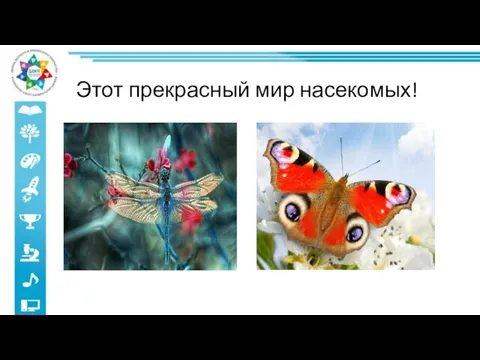 Этот прекрасный мир насекомых!