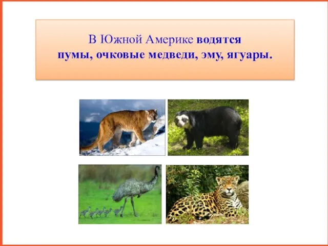 В Южной Америке водятся пумы, очковые медведи, эму, ягуары.