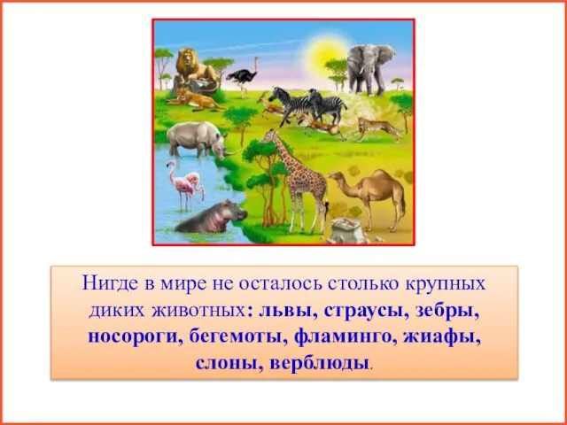 Нигде в мире не осталось столько крупных диких животных: львы, страусы,