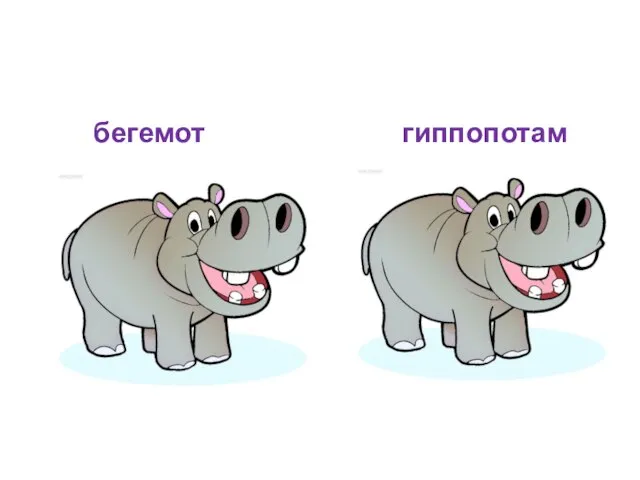 бегемот гиппопотам