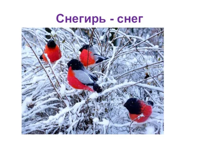 Снегирь - снег