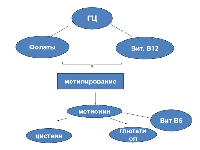 ГЦ Фолаты Вит. В12 метилирование метионин Вит В6 цистеин глютатиол