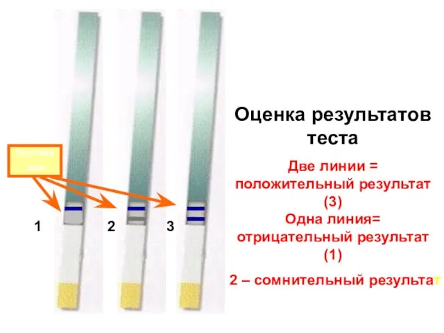 Оценка результатов теста Две линии = положительный результат (3) Одна линия=