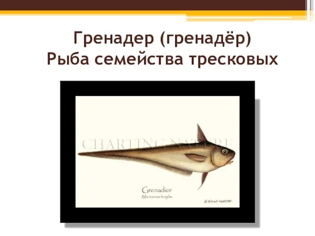 Гренадер (гренадёр) Рыба семейства тресковых