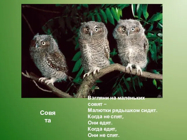 Взгляни на маленьких совят – Малютки рядышком сидят. Когда не спят,