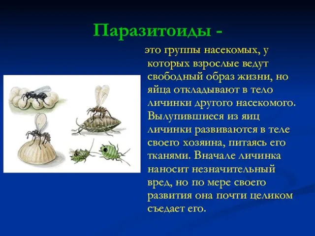 Паразитоиды - это группы насекомых, у которых взрослые ведут свободный образ