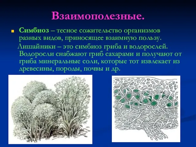 Взаимополезные. Симбиоз – тесное сожительство организмов разных видов, приносящее взаимную пользу.