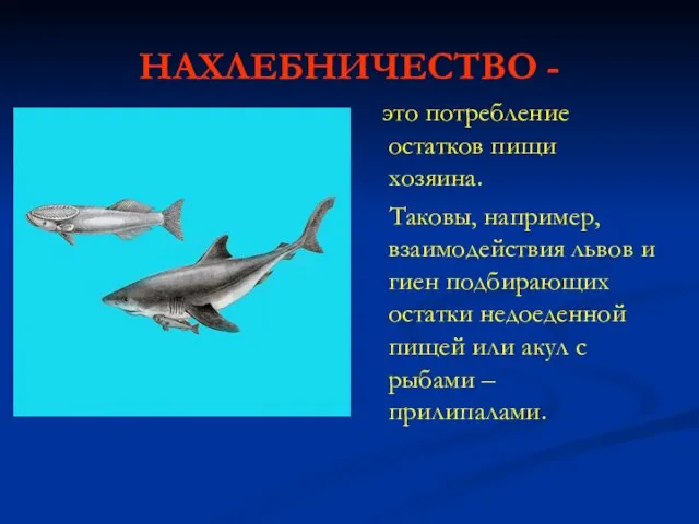 НАХЛЕБНИЧЕСТВО - это потребление остатков пищи хозяина. Таковы, например, взаимодействия львов