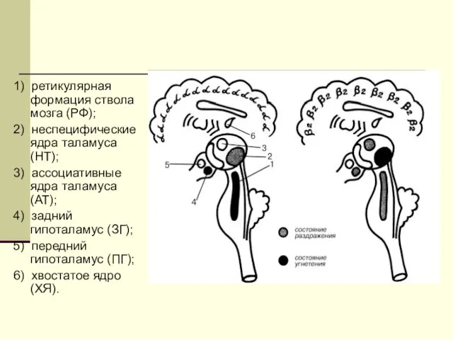 1) ретикулярная формация ствола мозга (РФ); 2) неспецифические ядра таламуса (НТ);