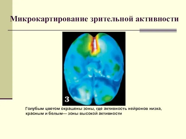 Микрокартирование зрительной активности Голубым цветом окрашены зоны, где активность нейронов низка,
