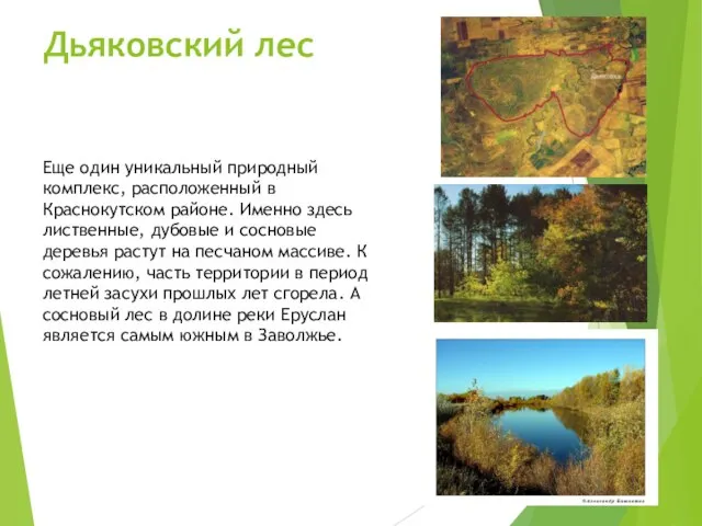 Дьяковский лес Еще один уникальный природный комплекс, расположенный в Краснокутском районе.