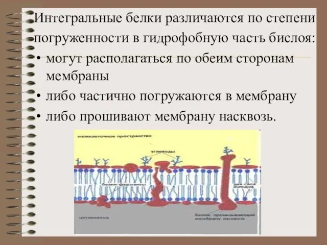 Интегральные белки различаются по степени погруженности в гидрофобную часть бислоя: могут