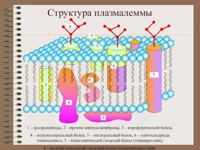 Структура плазмалеммы 1 – фосфолипиды, 2 – прочие липиды мембраны, 3