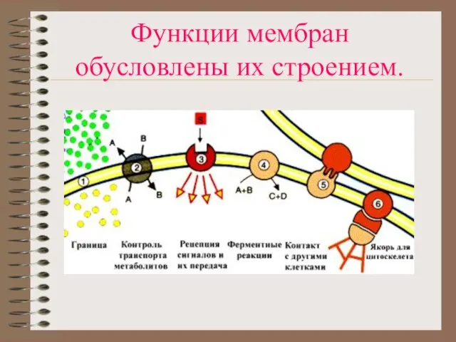 Функции мембран обусловлены их строением.