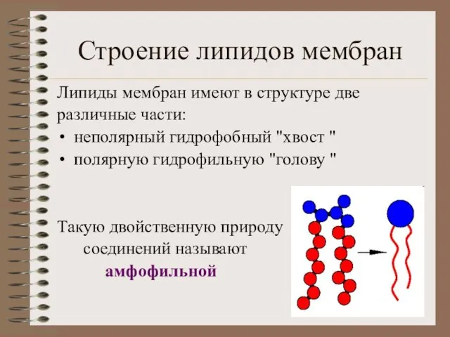 Строение липидов мембран Липиды мембран имеют в структуре две различные части: