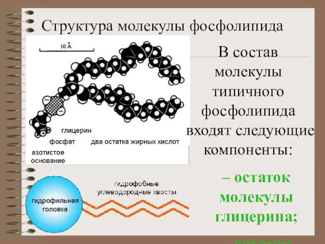 Структура молекулы фосфолипида В состав молекулы типичного фосфолипида входят следующие компоненты: