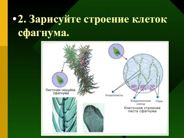 2. Зарисуйте строение клеток сфагнума.