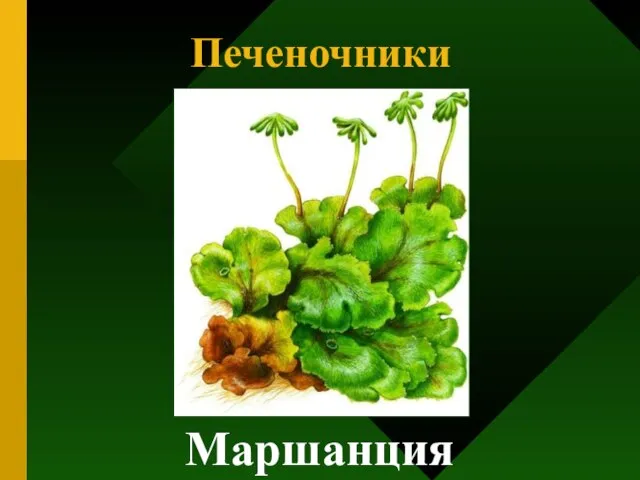 Печеночники Маршанция