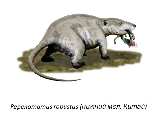 Repenomamus robustus (нижний мел, Китай)