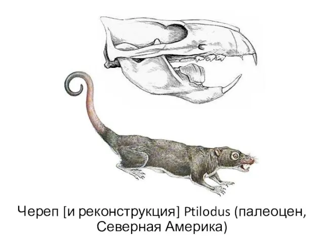 Череп [и реконструкция] Ptilodus (палеоцен, Северная Америка)