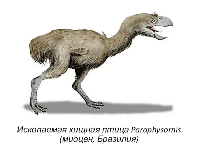 Ископаемая хищная птица Paraphysornis (миоцен, Бразилия)