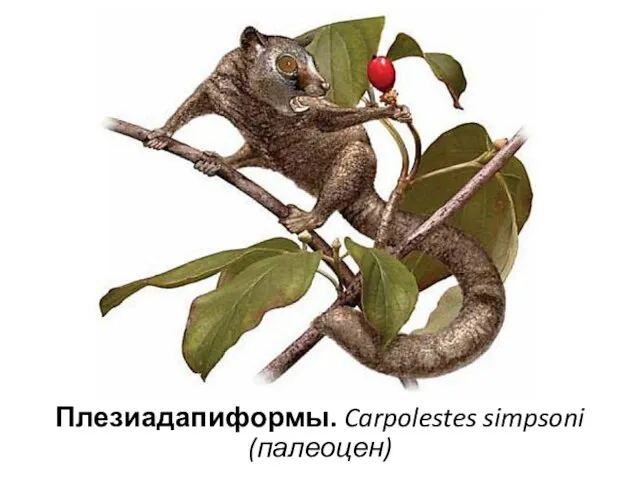 Плезиадапиформы. Carpolestes simpsoni (палеоцен)