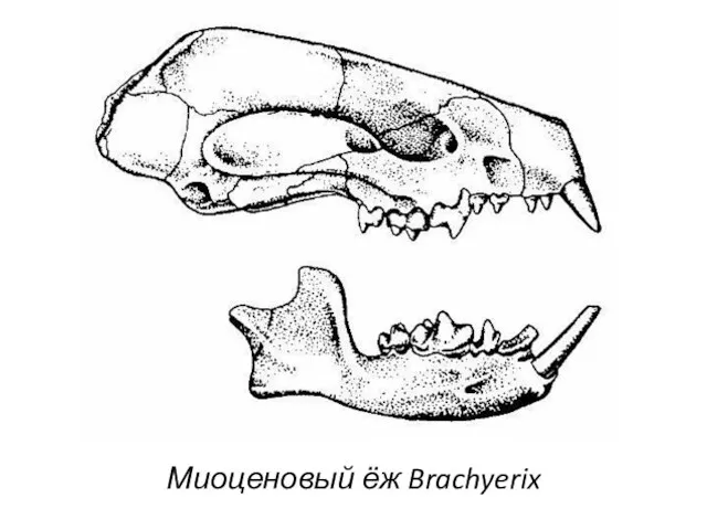 Миоценовый ёж Brachyerix