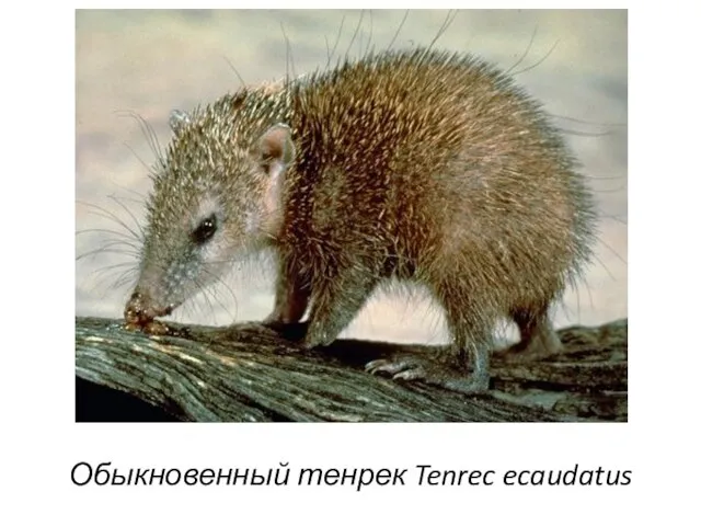 Обыкновенный тенрек Tenrec ecaudatus