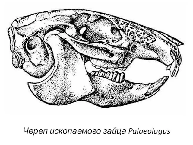 Череп ископаемого зайца Palaeolagus