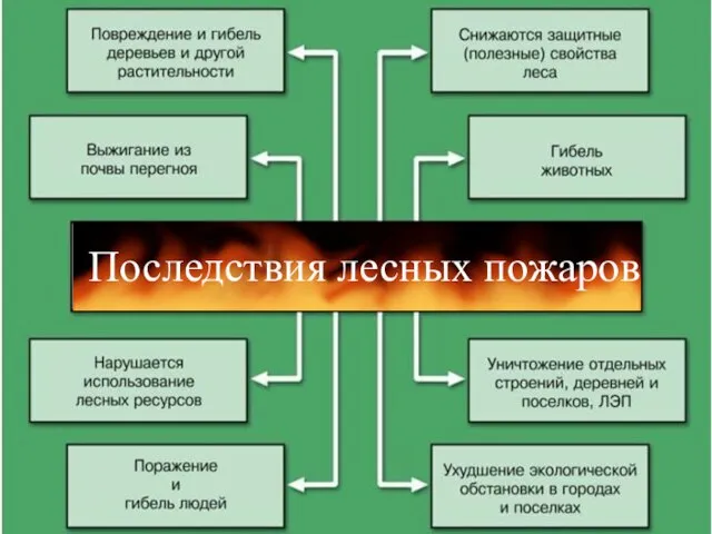 Последствия лесных пожаров