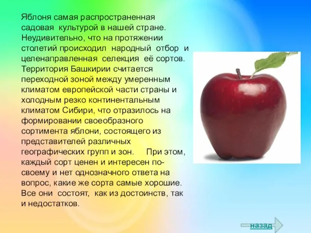 назад Яблоня самая распространенная садовая культурой в нашей стране. Неудивительно, что