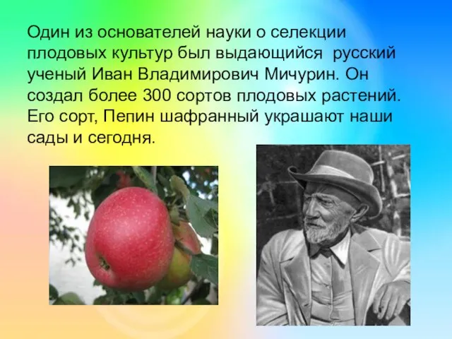 Один из основателей науки о селекции плодовых культур был выдающийся русский