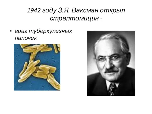 1942 году З.Я. Ваксман открыл стрептомицин - враг туберкулезных палочек