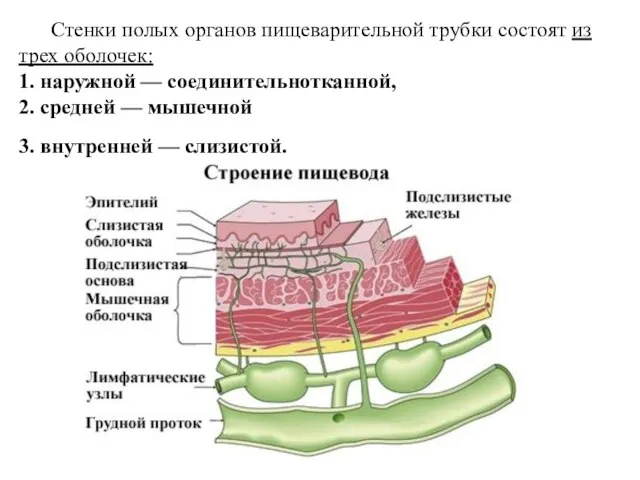 Стенки полых органов пищеварительной трубки состоят из трех оболочек: 1. наружной