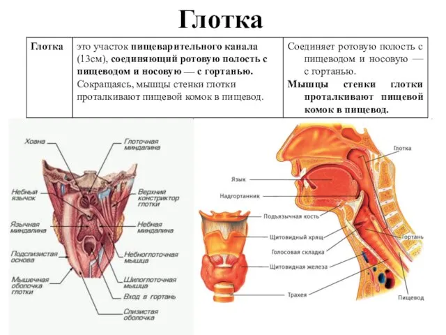 Глотка