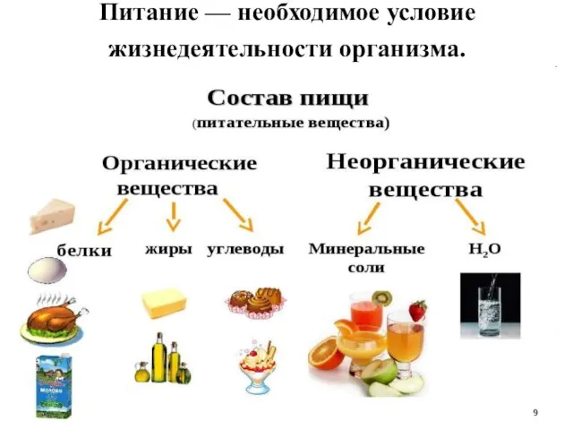 Питание — необходимое условие жизнедеятельности организма.