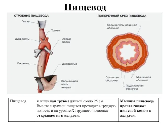 Пищевод