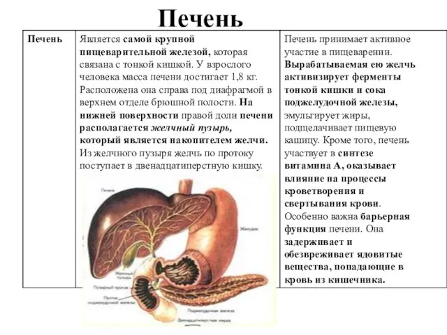 Печень